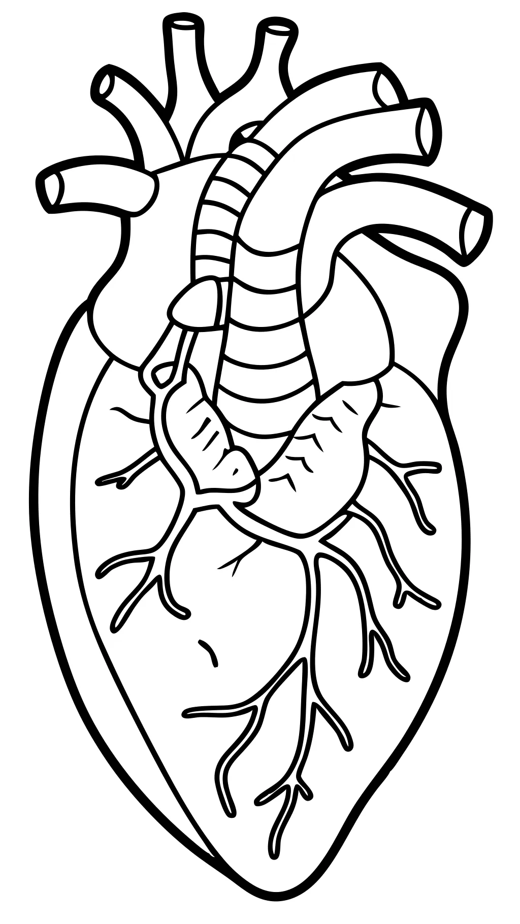 páginas para colorear de anatomía corazón